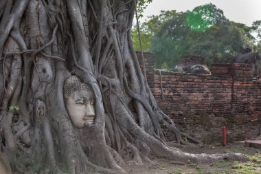 Buda bodhi ağacın kökleri Wat Prha Mahathat tapınak Ayutthaya, Tayland çevrili başkanı taş