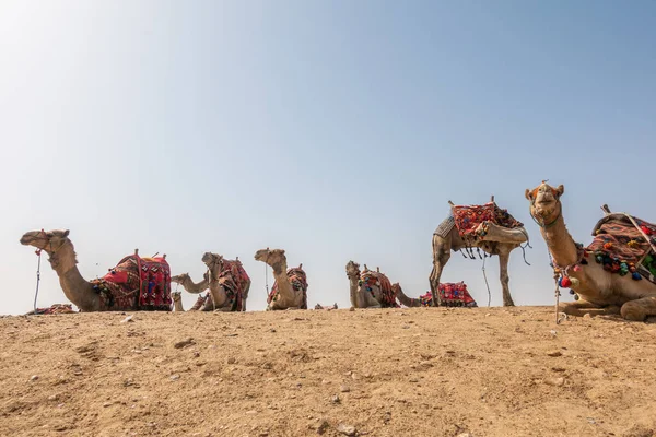 Deve Mısır Giza Plato Üzerinde — Stok fotoğraf