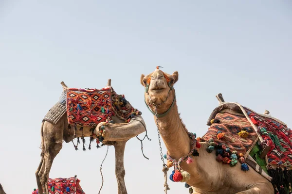 Camelo Egito Platão Gizé — Fotografia de Stock