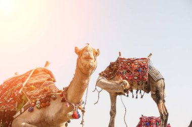 Deve Mısır, Giza plato üzerinde