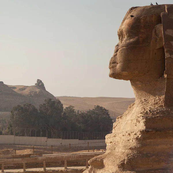 Grand Sphinx Gizeh Égypte — Photo