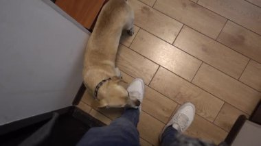 Sevimli küçük köpek koridorda sahibi tebrik