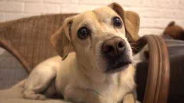 Sevimli küçük köpek evde, kameraya bakıyor 