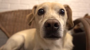 Sevimli küçük köpek evde, kameraya bakıyor 