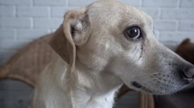 Sevimli küçük köpek evde, kameraya bakıyor 