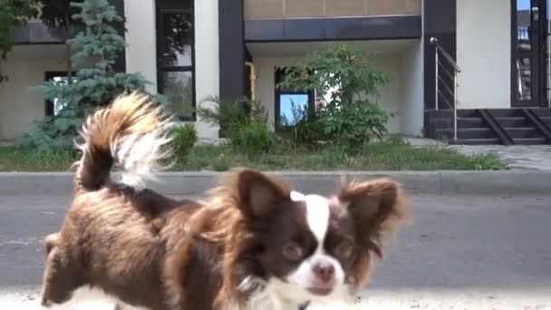 家の近くの若い小さな犬 — ストック動画