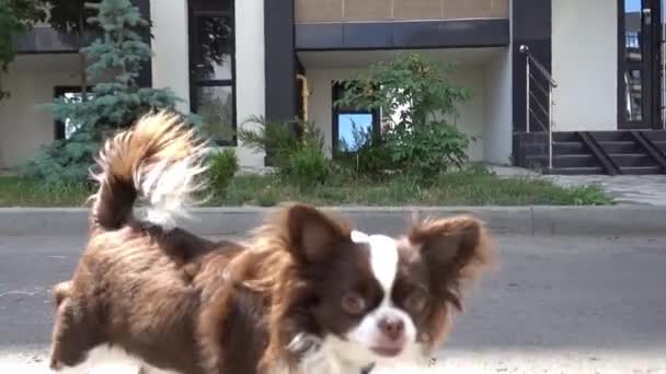 Pequeño Perro Joven Cerca Casa — Vídeo de stock