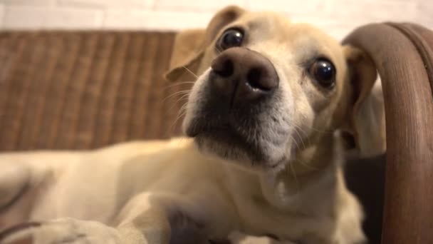 Schattige Kleine Hond Thuis Kijken Naar Camera — Stockvideo