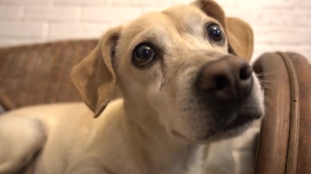 Sevimli Küçük Köpek Evde Kameraya Bakıyor — Stok video