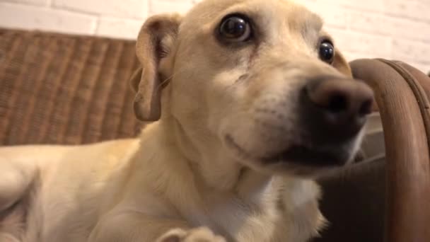 Милая Собачка Дома Смотрит Камеру — стоковое видео