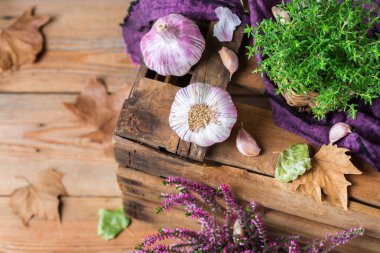Sonbahar sonbahar Şükran kavramı hasat. Organik taze olgun şenlikli sarımsak, yeşil kekik ve mor çiçekler rustik ahşap bir masa. Kırsal arka plan