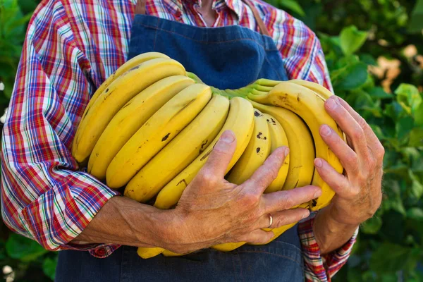 Homme Âgé Agriculteur Ouvrier Exploitant Mains Propres Récolte Bananes Jaunes — Photo