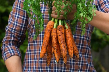 Genç bir adam, çiftçi, el ele tutuşan işçi taze turuncu havuç hasadı. Özel bahçe, meyve bahçesi, doğal ekonomi, hobi ve eğlence konsepti