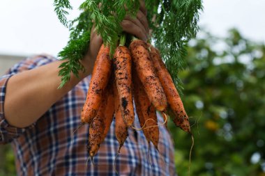 Genç bir adam, çiftçi, el ele tutuşan işçi taze turuncu havuç hasadı. Özel bahçe, meyve bahçesi, doğal ekonomi, hobi ve eğlence konsepti