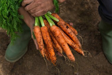 Genç bir adam, çiftçi, el ele tutuşan işçi taze turuncu havuç hasadı. Özel bahçe, meyve bahçesi, doğal ekonomi, hobi ve eğlence konsepti