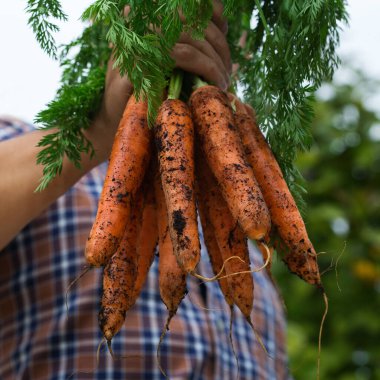 Genç bir adam, çiftçi, el ele tutuşan işçi taze turuncu havuç hasadı. Özel bahçe, meyve bahçesi, doğal ekonomi, hobi ve eğlence konsepti
