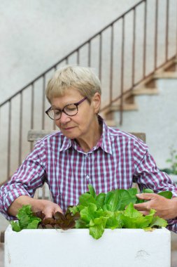 Bahçe işleriyle uğraşan yaşlı bir kadın. Aktivite zihinsel ve beyin sağlığını canlandırır. Organik marul, sebze, biyolojik gıda, çevre dostu, hobi ve eğlence kavramı yetiştirme ve yetiştirme.