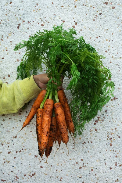 Anak Muda Anak Anak Anak Anak Memegang Tangan Homegrown Panen — Stok Foto