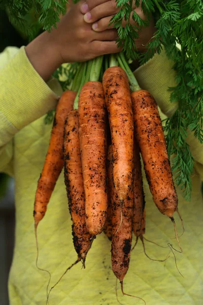 Anak Muda Anak Anak Anak Anak Memegang Tangan Homegrown Panen — Stok Foto