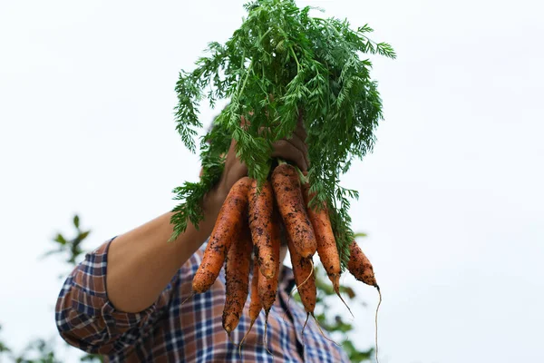 Anak Muda Petani Pekerja Memegang Tangan Homegrown Panen Wortel Jeruk — Stok Foto