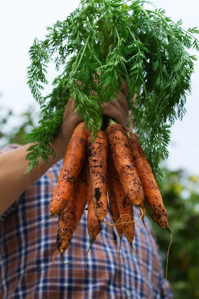 Anak Muda Petani Pekerja Memegang Tangan Homegrown Panen Wortel Jeruk — Stok Foto