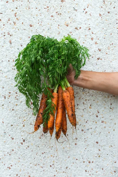 Anak Muda Petani Pekerja Memegang Tangan Homegrown Panen Wortel Jeruk — Stok Foto