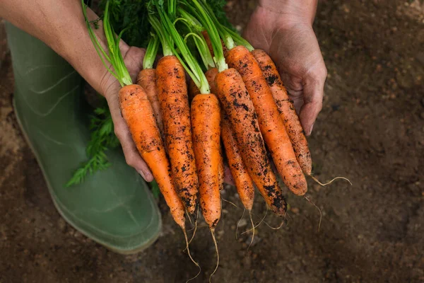 Anak Muda Petani Pekerja Memegang Tangan Homegrown Panen Wortel Jeruk — Stok Foto