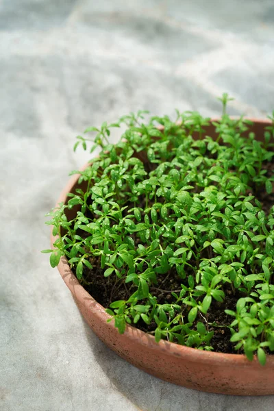 春に地面に成長するスパイシーなハーブの緑の芽 自家栽培の園芸コンセプト — ストック写真