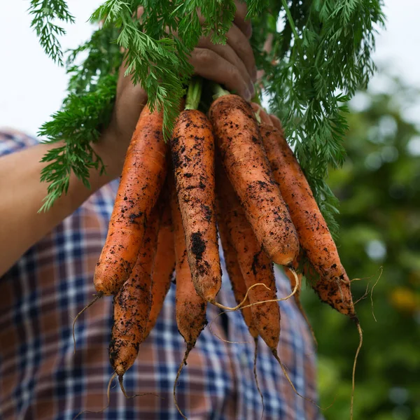 Anak Muda Petani Pekerja Memegang Tangan Homegrown Panen Wortel Jeruk — Stok Foto