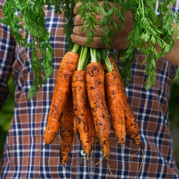 Anak Muda Petani Pekerja Memegang Tangan Homegrown Panen Wortel Jeruk — Stok Foto