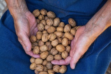 Kıdemli adam, çiftçi, el ele tutuşan işçi organik taze ceviz hasadı. Biyolojik ve organik kültürler, tarım, özel bahçe, meyve bahçesi, doğal ekonomi.