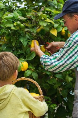 Kıdemli çiftçi, adam, büyükbaba ve küçük çocuk, torun özel bahçedeki limon ağacından limon topluyor. Mevsimlik, yaz, sonbahar, ev yapımı, hobi konsepti.