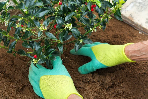 Farmer Kertész Kezek Kesztyűben Ültető Magyal Ilex Palánta Talajban Tavaszi — Stock Fotó