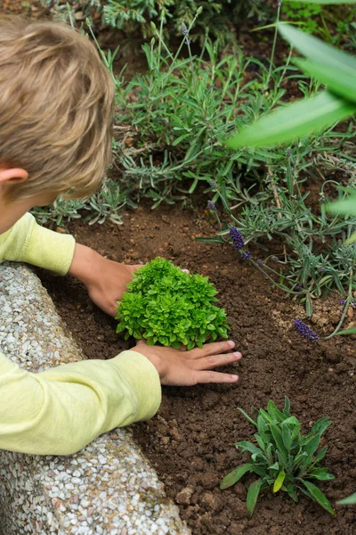 庭の少年 裏庭の庭の子供 精神および脳の健康を刺激する活動 有機ハーブ バイオフード エコフレンドリーな 趣味とレジャーのコンセプトの植え付けと栽培 — ストック写真