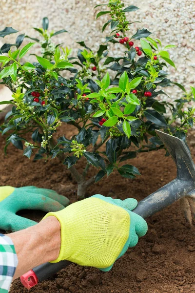 Farmer Kertész Kezek Kesztyűben Ültető Magyal Ilex Palánta Talajban Tavaszi — Stock Fotó