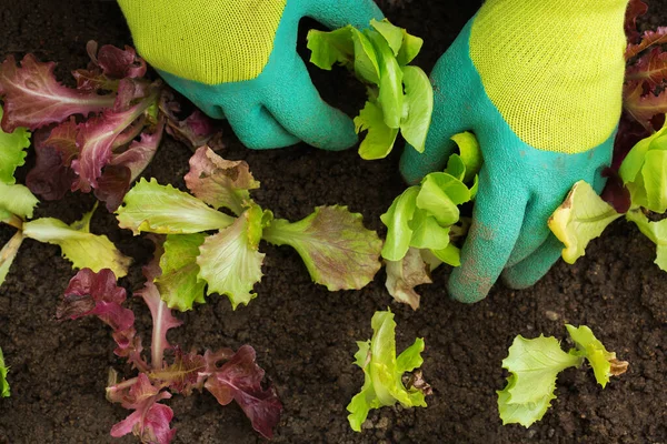 Farmer gardener worker hands in gloves planting lettuce in the soil during spring season. Gardening, planting and growing organic vegetables, bio food, eco-friendly, hobby and leisure concept.