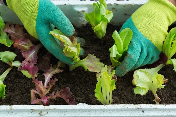 春の季節に土壌にレタスを植える手袋の農家の庭師の労働者の手 有機野菜 バイオフード 環境に優しい 趣味とレジャーのコンセプトを栽培 植え付け — ストック写真