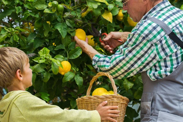 若い男の子と祖父 果樹園のレモンの木からレモンを収穫する孫 自家栽培 趣味のコンセプト — ストック写真
