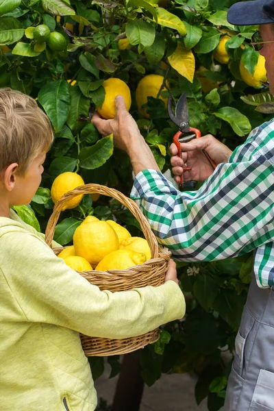 若い男の子と祖父 果樹園のレモンの木からレモンを収穫する孫 自家栽培 趣味のコンセプト — ストック写真