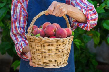 Kıdemli adam, çiftçi, el ele tutuşan işçi organik taze şeftali hasadı. Biyolojik ve organik kültürler, tarım, özel bahçe, meyve bahçesi, doğal ekonomi.