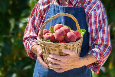 Kıdemli adam, çiftçi, el ele tutuşan işçi organik taze şeftali hasadı. Biyolojik ve organik kültürler, tarım, özel bahçe, meyve bahçesi, doğal ekonomi.