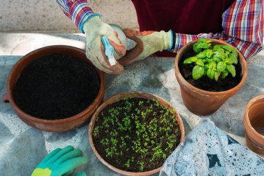 Bahçıvanlık yapan yaşlı bir adam ve küçük bir çocuk, arka bahçede bir çocuk. Aktivite zihinsel ve beyin sağlığını canlandırır. Bitkiler, sebzeler, biyolojik yiyecekler, çevre dostu, hobi ve eğlence kavramı..