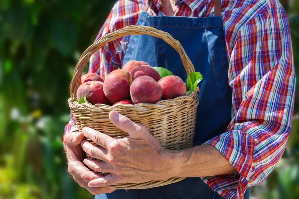 シニア男 有機新鮮な桃の収穫を手に労働者 バイオ 有機文化 プライベートガーデン 果樹園 自然経済 — ストック写真