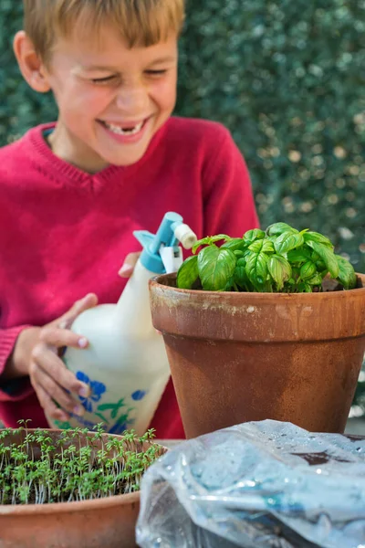 Gardening young boy, kid in a backyard garden. Activity stimulating mental and brain health. Planting and growing organic herbs, vegetables, bio food, eco-friendly, hobby and leisure concept.