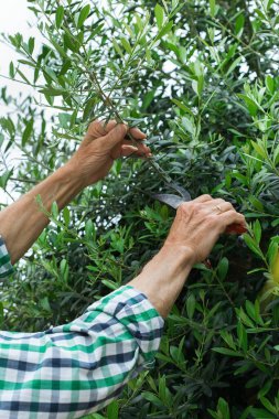 Yeşil zeytin ağacını kesen kıdemli çiftçi bahçesinde, bahçesinde elinde budama makinesiyle. Mevsimlik, yaz, sonbahar, ev yapımı, hobi, bahçe işleri..