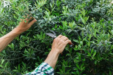 Yeşil zeytin ağacını kesen kıdemli çiftçi bahçesinde, bahçesinde elinde budama makinesiyle. Mevsimlik, yaz, sonbahar, ev yapımı, hobi, bahçe işleri..