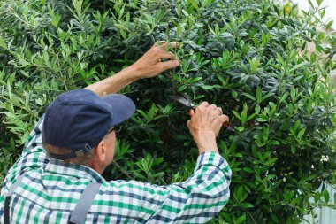 Yeşil zeytin ağacını kesen kıdemli çiftçi bahçesinde, bahçesinde elinde budama makinesiyle. Mevsimlik, yaz, sonbahar, ev yapımı, hobi, bahçe işleri..