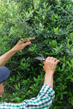 Yeşil zeytin ağacını kesen kıdemli çiftçi bahçesinde, bahçesinde elinde budama makinesiyle. Mevsimlik, yaz, sonbahar, ev yapımı, hobi, bahçe işleri..