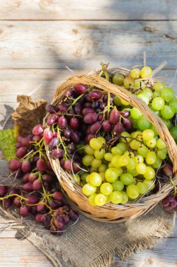 Sepette taze organik şarap üzümü hasat et. Biyolojik ve organik kültürler, tarım, özel bahçe, meyve bahçesi, üzüm bağı, doğal ekonomi. Sonbahar, sonbahar zamanı.