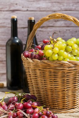 Sepette taze organik şarap üzümü hasat et. Biyolojik ve organik kültürler, tarım, özel bahçe, meyve bahçesi, üzüm bağı, doğal ekonomi. Sonbahar, sonbahar zamanı.